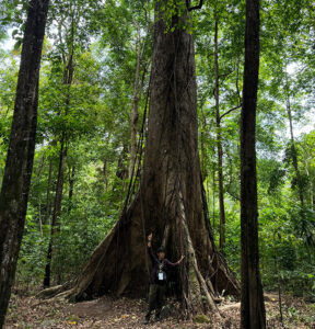 Geopark Meratus, Harapan Cuan Warga Belangian dan Suplai Oksigen Dunia 2 kayu keramat