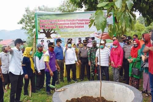 TANAM POHON— Sebanyak 30 batang bibit pohon jenis matoa ditanam di sepanjang Jalan Sutan Syahril.