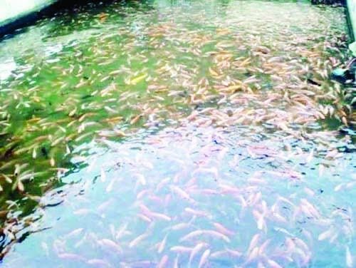 BENIH IKAN—Pemkab Agam melalui DPKP Agam menyediakan 142 ribu ekor benih ikan untuk Lubuk ikan larangan yang dikelola masyarakat