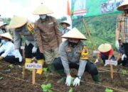 Manfaatkan 24 Ha Lahan Tidur, Kapolda Sumbar Budidayakan Bibit Nilam