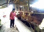 Pandemi Covid-19, Program Sikomandan Sukses, Kawin Suntik Terealisasi 8.936 Ekor