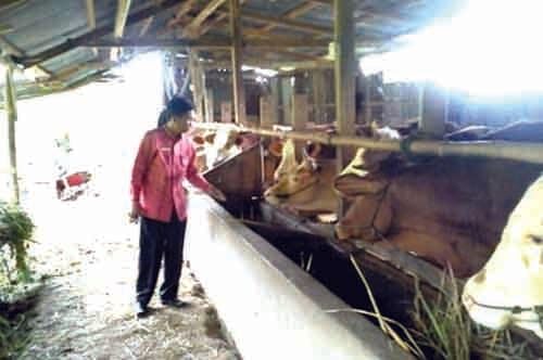 SUKSES—Pada masa pandemi Covid-19, program Program Sapi Kerbau Komoditas Andalan Negeri (Sikomandan) menunjukkan hasil menggembirakan.