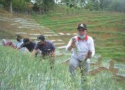 Wali Kota Ikut Panen Perdana di Desa Kubang Tangah, Prioritaskan Pengembangan Bawang Merah