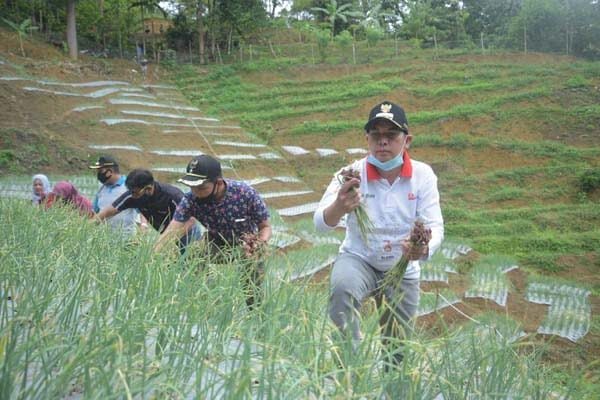 Wali Kota Ikut Panen Perdana di Desa Kubang Tangah, Prioritaskan Pengembangan Bawang Merah 1 PANEN BAWANG— Wali Kota Sawahlunto Deri Asta mengikuti panen perdana bawang merah di Dusun Batu Tajam, Desa Kubang Tangah.