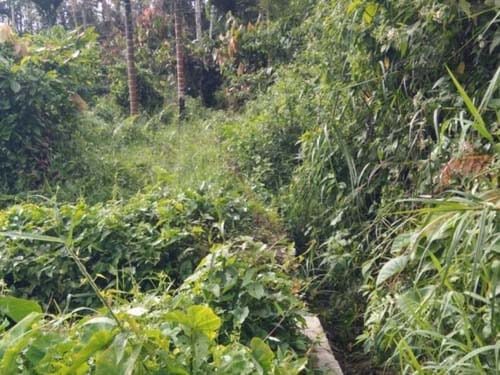 DIBALUT SEMAK— Irigasi Lubuak Rasam Nagari Jambak, Kecamatan Lubuk Sikaping, Kabupaten Pasaman tidak berfungsi. Selain banyak bolong juga dibalut semak.