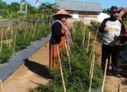 Pergunakan Perkarangan Rumah untuk berkebun