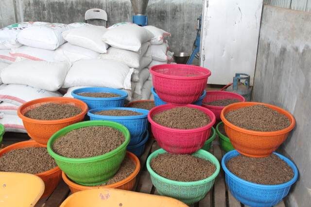 PENINGKATAN PRODUKSI— Pemerintah mengharapkan adanya peningkatan produksi tepung ikan dalam negeri, baik secara kualitas 
maupun kuantitas.