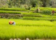 Sektor Pertanian Diharapkan Bangkitkan Ekonomi Masyarakat