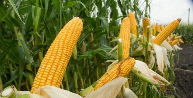 Pemkab Pasbar Targetkan 223.236 Ton Produksi Jagung pada 2025 1 Ilustrasi- Lahan Tidur Ditanami Jagung