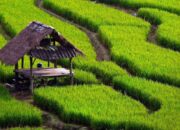 Potensi Pertanian Belum Tergarap Maksimal