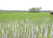 Tingkatkan Produksi Padi, Panen Harus Segaris Lurus dengan Luas Lahan