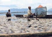 Danau Maninjau Diselimuti Bangkai Ikan, Puluhan Ton Ikan Mati Karena Tubo Belerang