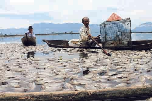 Danau Maninjau Diselimuti Bangkai Ikan, Puluhan Ton Ikan Mati Karena Tubo Belerang 1 BANGKAI IKAN— Bangkai ikan memutih di jala apung petani kerambai di Danau Maninjau karena tubo belerang.