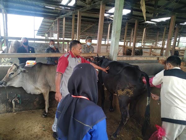 UJI KOMPETENSI—Terlihat para siswa SMK PP mengikuti uji kompetensi profesi di peternakan sapi.