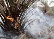 Kebakaran Kebun Sawit Kembali Terjadi