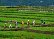 Kaya dengan Komoditi Pertanian, Pemkab bakal Berdayakan Potensi Petani Milenial