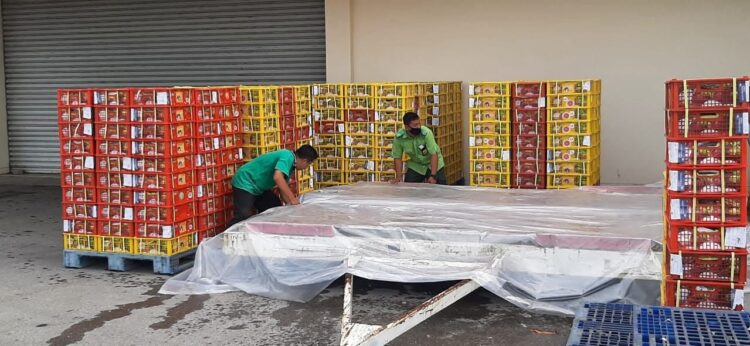 SERTIFIKASI— Petugas karantina Pertanian Padang saat melakukan sertifikasi manggis yang akan diekspor.