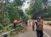 Pohon Tumbang Tutup Jalan Utama