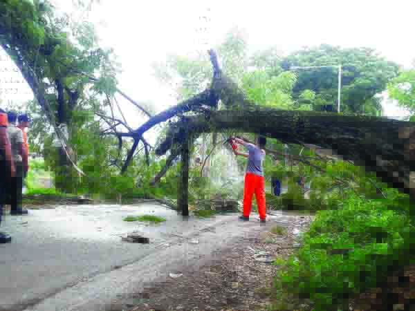 EVAKUASI— TRC dari BPBD Kota Padang hingga Rabu (3/3) masih melakukan evakuasi pohon tumbang yang terjadi di sekitar 28 titik.