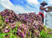 Lima Tahun Terakhir, Produksi Panen Bawang Merah Meningkat
