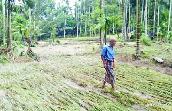 BANJIR BANDANG—Pemilik sawah hanya bisa pasrah melihat tanaman padinya rusak disapu banjir bandang di Nagari Kotanopan, Kecamatan Rao Utara. Selain itu, tiga jembatan gantung ikut hanyut terbawa banjir.