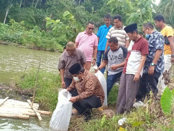 TEBAR BIBIT IKAN-Bupati Suhatri Bur  tebarkan bibit ikan.