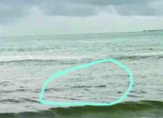 Warga Pasie Tiku Dihebohkan Buaya