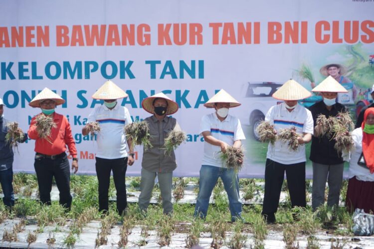 Gubernur Sumbar Mahyeldi dan Pemimpin BNI Wilayah 02 Firmansyah turut dalam panen bawang di Kamang Mudiak, Agam.