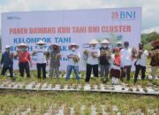 Gubernur Panen Perdana Bawang Merah di Kamang Mudiak