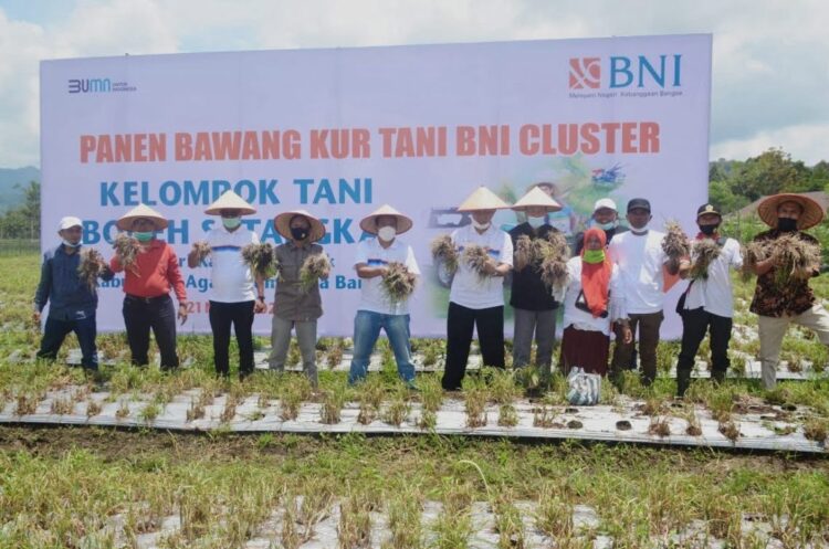 Gubernur Panen Perdana Bawang Merah di Kamang Mudiak