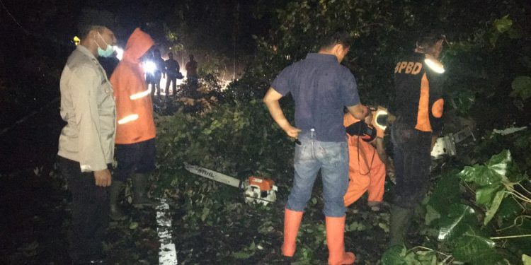 BERSIHKAN POHON— Petugas BPBD dan masyarakat membersihkan pohon tumbang di jalan provinsi di Nagari Tanjuang Sani, Kecamatan Tanjung Raya, Agam yang sempat memicu kemacetan.