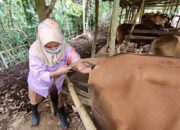 UPTD Puskeswan Inisiasi Program Lakeh Sato