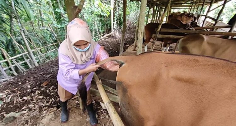 PEMERIKSAAN— UPTD Puskeswan Dinas Ketahanan Pangan, Pertanian dan Perikanan Kota Sawahlunto sedang melakukan pemeriksaan terhadap ternak warga.