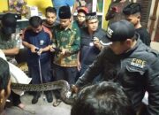 Warga Heboh, Ular Masuk Rumah