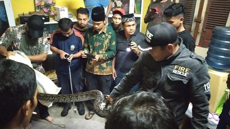 EVAKUASI—Petugas Damkar Solok mengevakuasi ular piton sepanjang lebih kurang 4 meter dari dalam rumah warga.