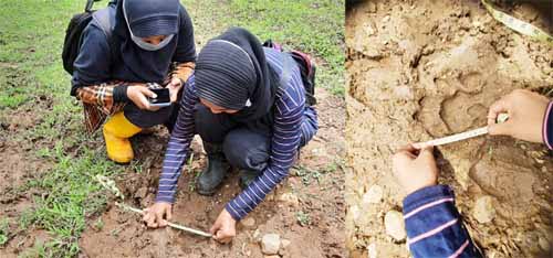 JEJAK HARIMAU-Petugas BKSDA Resor Agam mengidentifikasi jejak yang harimau Sumatra di Nagari Tigo Balai, Matur, Senin (8/3) malam. Menyusul tewasnya kerbau milik warga yang diduga akibat diterkam harimau.