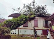 Akibat Angin Kencang Melanda Jorong Pandam, Rumah Tuo Dihantam Pohon
