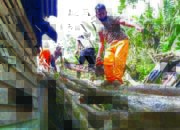 Ditimpa Pohon Tumbang, Dua Unit Rumah Rusak