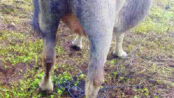 KERBAU LUKA—  Bekas jejak harimau ditemukan dekat lokasi. Sementara kondisi kerbau mengalami luka akibat diserang harimau di Kecamatan Matur, Kabupaten Agam.