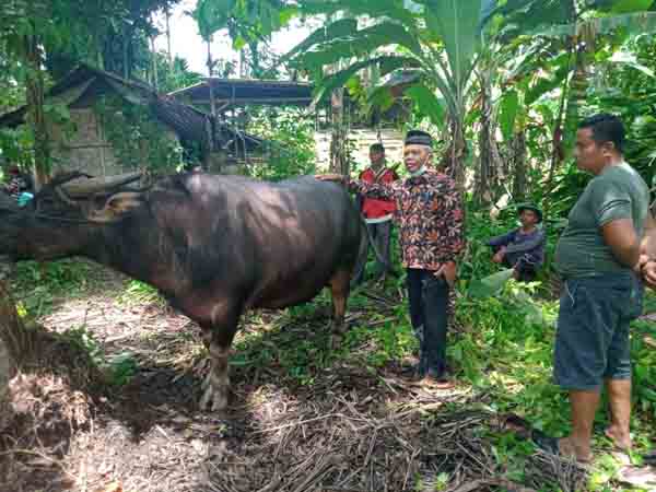 TINJAU— Kepala Dinas Peternakan dan Kesehatan Hewan Kabupaten Padangpariaman Bustanil Arifin tinjau pasar ternak  di Pasar Pakandangan.