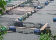 PT IAS dan Dinas Perikanan Kembangkan Budidaya Ikan Nila Tampa Hormon