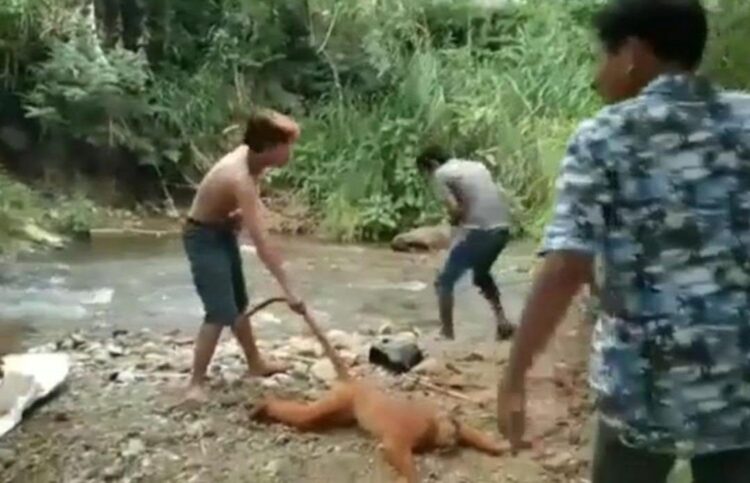 Penyiksa Satwa Langka Simpai Akhirnya Ditangkap 1 VIDEO VIRAL— Tangkapan layar video yang memperlihatkan aksi sekelompok pemuda yang diduga menganiaya hewan langka Simpai.