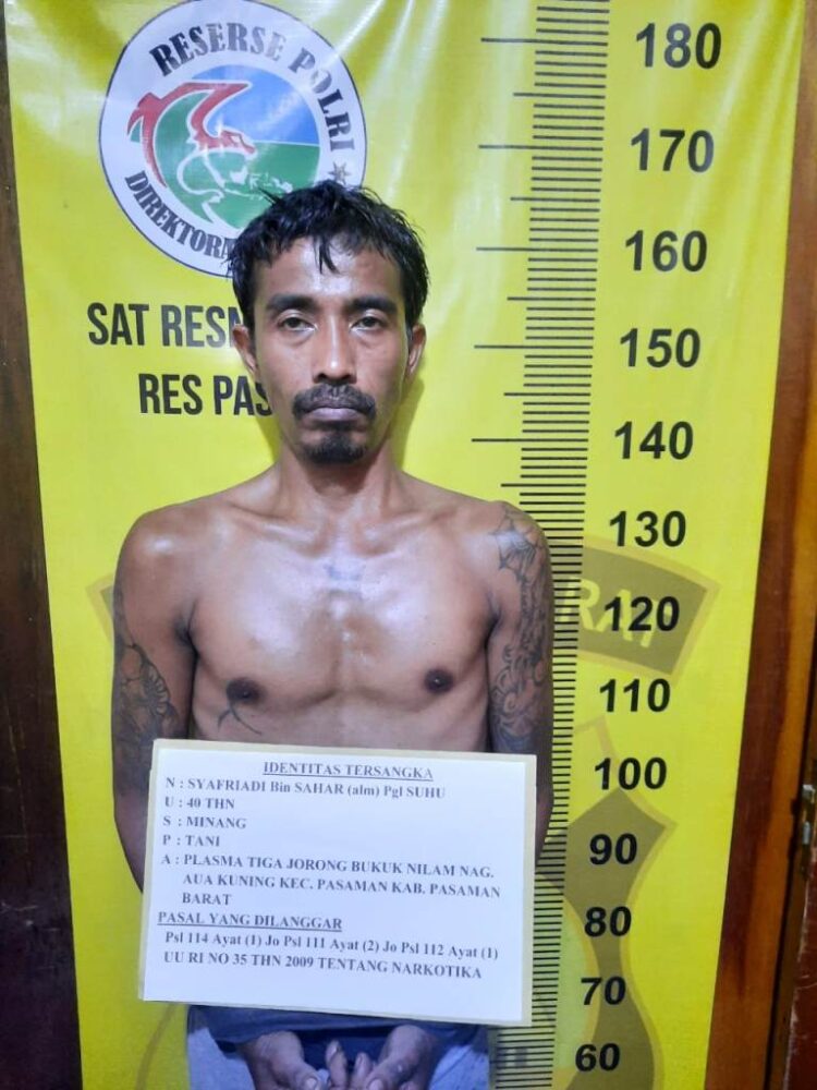 Pengedar Kedapatan Tanam Ganja dalam Polybag 1 TANAM GANJA— Jajaran Satresnarkoba menangkap pengedar bernama Syafriandi (40) yang kedapatan menanam ganja di rumahnya.