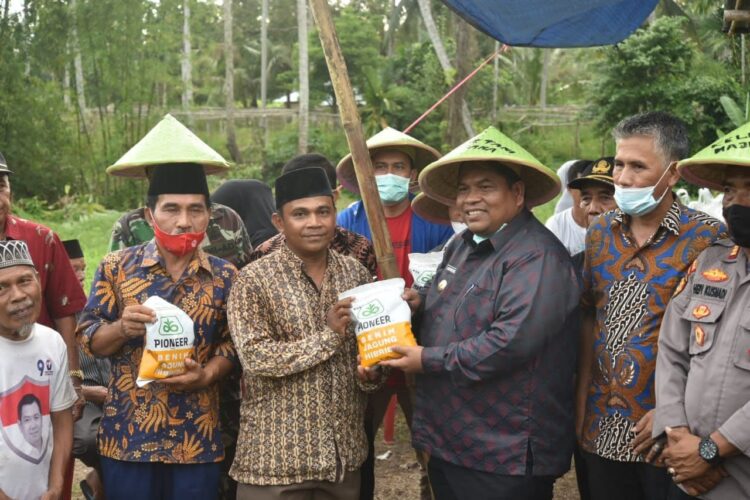 Bupati Padangpariaman Suhatri Bur  panen perdana komoditi Kacang Tanah (Arachis hypogaea L) bersama kelompok Tani  Maju Bersama Nagari Balah Aie Timur Kec. VII koto.