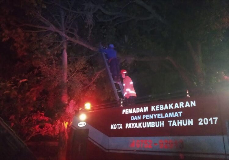 DIBAKAR— Tim Damkar Payakumbuh melakukan pembasmian sarang tawon dengan cara dibakar.
