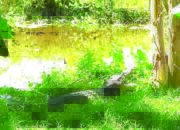 Buaya Sepanjang 3 Meter Teror Warga, Sering Menampakkan Diri di Pinggiran Sungai