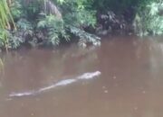 Buaya Sepanjang 4 Meter Teror Warga, Predator Air ini Makin Berani Menampakkan Diri