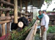 Berternak jadi Solusi Hadapi Masa Sulit di Tengah Pandemi di Sawahlunto