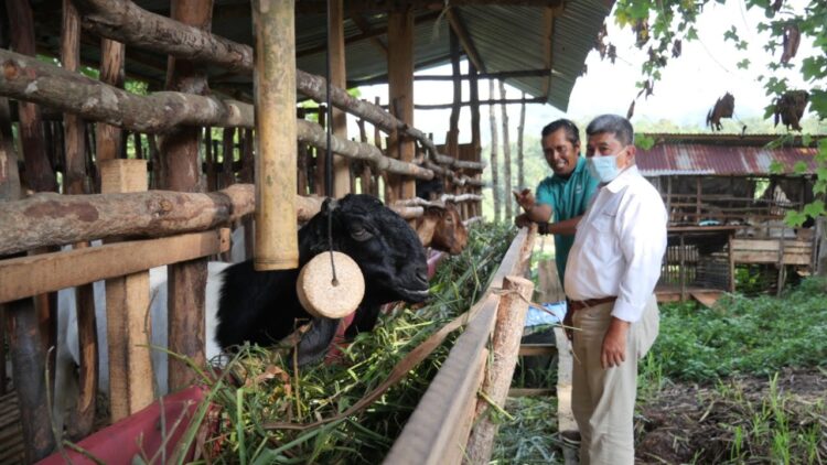 KUNJUNGAN—Asisten Manager CSR PT Bukit Asam Mustafa Kamal mengunjungi peternak kambing domba binaannya untuk mendorong semangat mereka.