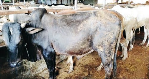 SAPI KURBAN— Salah satu peternak sapi di kawasan Gaduik, Kecamatan Lubukkilangan, Kota Padang masih memiliki stok sapi-sapi kurban yang banyak. Satu bulan jelang Hari Raya Idul Adha, pedagang mengaku masih sepi pesanan sapi kurban.